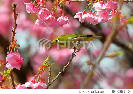 靜岡縣伊豆市土肥區 靜岡縣伊豆市土肥區 100806960