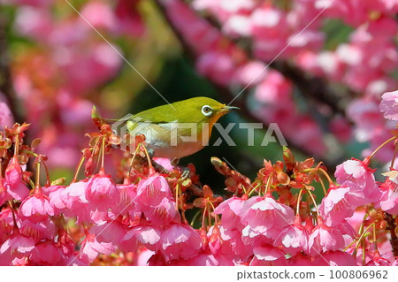 靜岡縣伊豆市土肥區 100806962