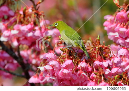 靜岡縣伊豆市土肥區 靜岡縣伊豆市土肥區 100806963
