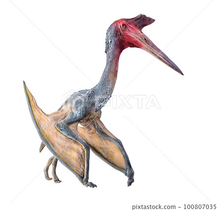 The Pterosaur , dinosaur on isolated background The Pterosaur , dinosaur on isolated background 100807035