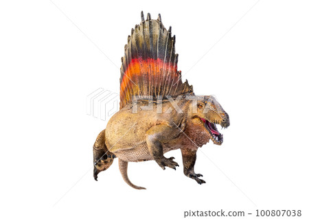 dinosaur , Dimetrodon isolated background dinosaur , Dimetrodon isolated background 100807038