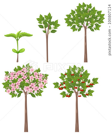 Stages of Cherry Tree Growth Vector 100807114