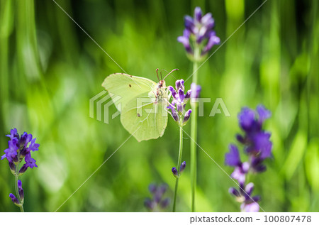 Beautiful yellow Gonepteryx rhamni or common brimstone butterfly on a purple lavender flower Beautiful yellow Gonepteryx rhamni or common brimstone butterfly on a purple lavender flower 100807478