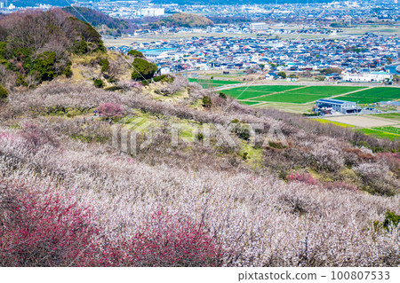美麗的梅林和城市景觀 100807533