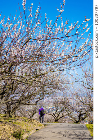 beautiful plum grove scenery 100807797