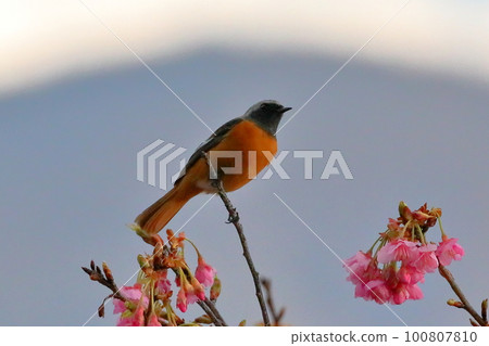 Redstart perched on the early-blooming Toi cherry blossoms in Oyabu Park, Toi, Izu City, Shizuoka Prefecture 100807810