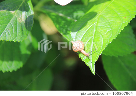 Snail (cochlea)/Crawling on a hydrangea leaf 100807904