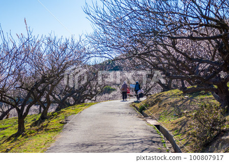 beautiful plum grove scenery beautiful plum grove scenery 100807917