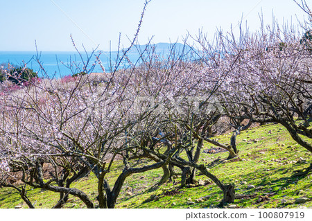 beautiful plum grove scenery beautiful plum grove scenery 100807919