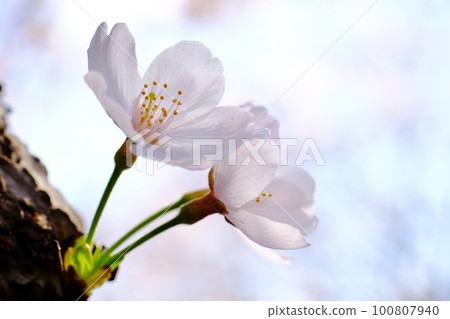 lovely cherry blossom 100807940