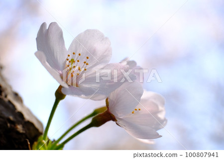 可愛的櫻花 可愛的櫻花 100807941