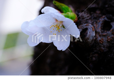 可愛的櫻花 可愛的櫻花 100807948
