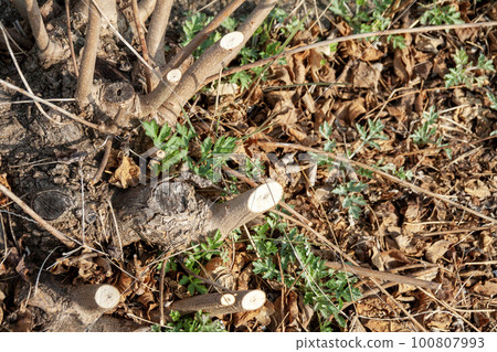 tree branch cut tree branch cut 100807993