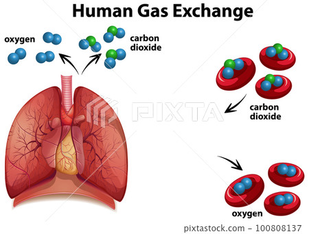 Human Gas Exchange Diagram  Vector 100808137