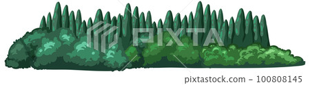 Coniferous forest on white background Coniferous forest on white background 100808145
