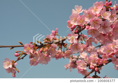 Cherry blossoms in the blue sky Cherry blossoms in the blue sky 100808377