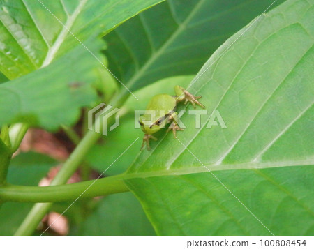 Tree frog (rain frog) / riding on a hydrangea leaf 100808454