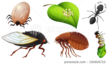 Collection of different insects vector Collection of different insects vector 100808716