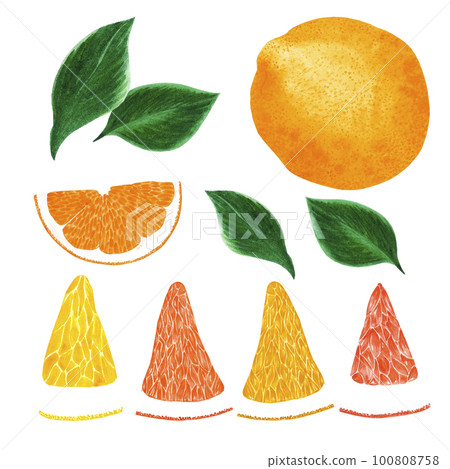 Hand drawn watercolor grapefruit orange and lemon slices with green leaves isolated on white background. Scrapbook, post card, banner, lable. Hand drawn watercolor grapefruit orange and lemon slices with green leaves isolated on white background. Scrapbook, post card, banner, lable. 100808758