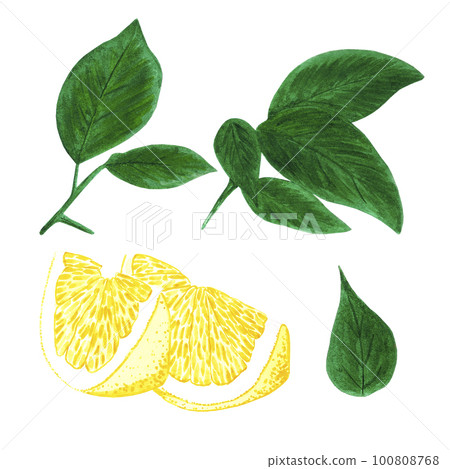 Hand drawn watercolor slice of lemon with green leaves isolated on white background. Scrapbook, post card, banner, lable. Hand drawn watercolor slice of lemon with green leaves isolated on white background. Scrapbook, post card, banner, lable. 100808768