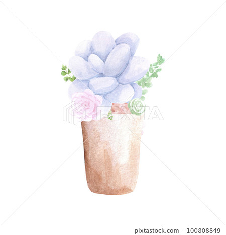 Succulent plants in a pot on white Background. Hand drawn Watercolor set. Botanical delicate illustration. Scrapbook design elements. Typography poster, card, label, banner design. 100808849