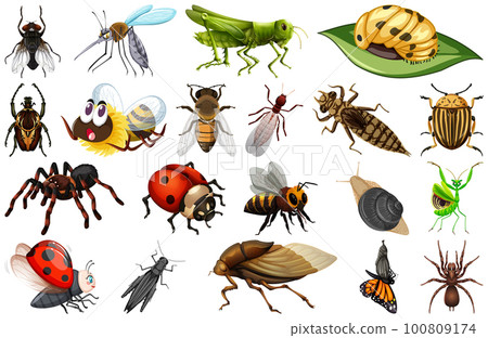 Different kinds of insects collection 100809174
