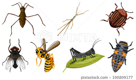 Set of different kinds of insects 100809177
