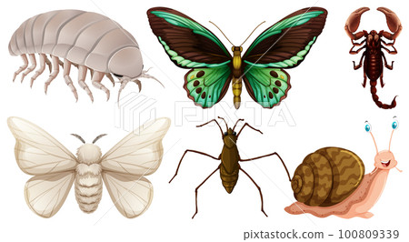 Collection of different insects vector 100809339