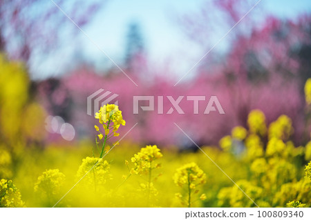 Rape blossoms Rape blossoms 100809340