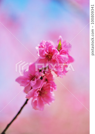 Flower peach 100809341
