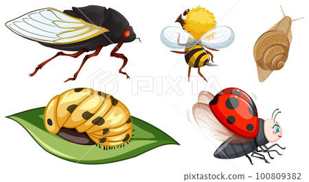 Set of different kinds of insects 100809382