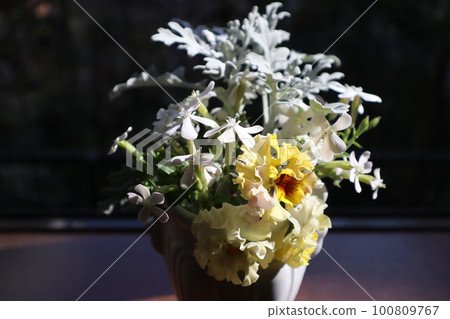 Display frilly pansies on the windowsill 100809767