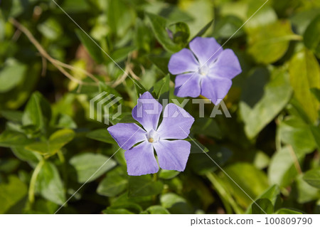 與紫色花的長春花 與紫色花的長春花 100809790