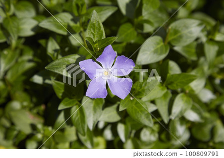 與紫色花的長春花 與紫色花的長春花 100809791
