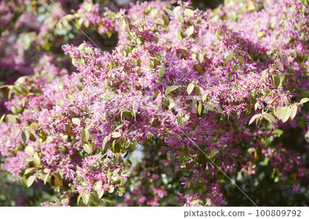 Pink florets in full bloom blooming in the spring sunshine Pink florets in full bloom blooming in the spring sunshine 100809792