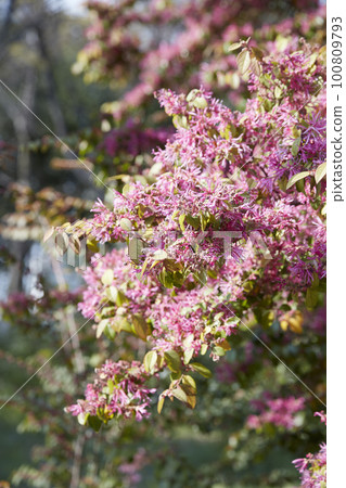 Pink florets in full bloom blooming in the spring sunshine Pink florets in full bloom blooming in the spring sunshine 100809793