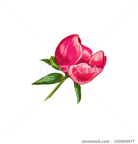 Red peony flower on white background. Vector Illustration. 100809977