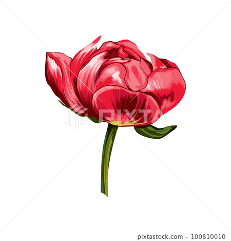 Red peony bud on white background. Vector Illustration. Red peony bud on white background. Vector Illustration. 100810010