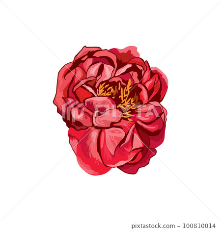 Red peony flower on white background. Vector Illustration. 100810014