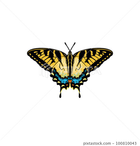 Elegant butterfly with bright wings and antennae. Elegant butterfly with bright wings and antennae. 100810043