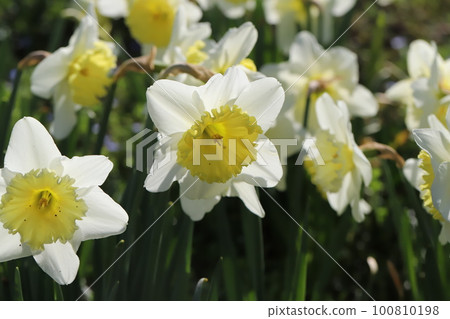 Daffodil flower with yellow secondary corolla on white petals blooming in a garden in early spring in Japan Daffodil flower with yellow secondary corolla on white petals blooming in a garden in early spring in Japan 100810198