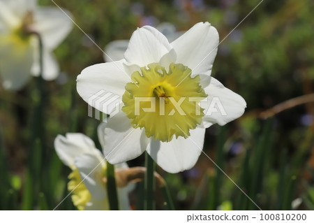 Daffodil flower with yellow secondary corolla on white petals blooming in a garden in early spring in Japan Daffodil flower with yellow secondary corolla on white petals blooming in a garden in early spring in Japan 100810200
