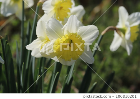 日本早春花園中白花瓣上黃色次生花冠的水仙花 日本早春花園中白花瓣上黃色次生花冠的水仙花 100810201