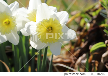 日本早春花園中白花瓣上黃色次生花冠的水仙花 日本早春花園中白花瓣上黃色次生花冠的水仙花 100810202