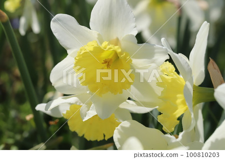 Daffodil flower with yellow secondary corolla on white petals blooming in a garden in early spring in Japan Daffodil flower with yellow secondary corolla on white petals blooming in a garden in early spring in Japan 100810203
