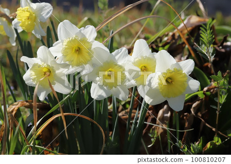 Daffodil flower with yellow secondary corolla on white petals blooming in a garden in early spring in Japan Daffodil flower with yellow secondary corolla on white petals blooming in a garden in early spring in Japan 100810207
