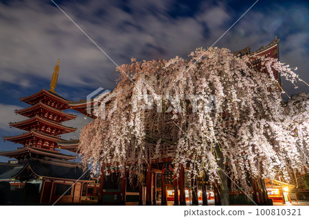Weeping cherry blossoms before dawn at Sensoji Temple in Taito Ward, Tokyo 100810321