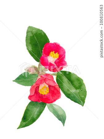 Illustration of a red camellia flower and a branch of a bud [hand-painted watercolor] white background transparent background 100810563