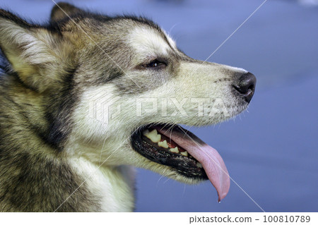 Portrait of a husky dog in profile. A dog with open mouth, fangs visible and tongue sticking out. Wool is fluffy, white and black. Background blue blurred. Isolated. 100810789