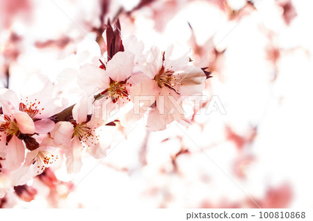 Blossoming branch Blossoming branch 100810868